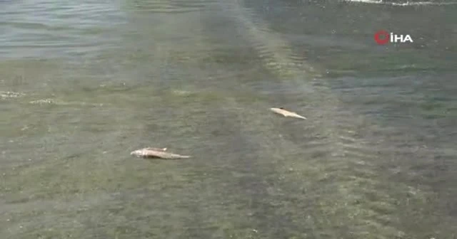Muş’ta balık ölümleri tedirgin etti