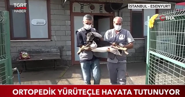 Ortopedik yürüteçle hayata tutunuyor