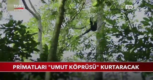 Primatları ''Umut Köprüsü'' kurtaracak