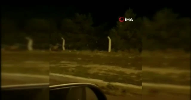 Şehre inen boz ayı böyle görüntülendi
