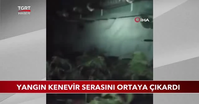 Yangın kenevir serasını ortaya çıkardı