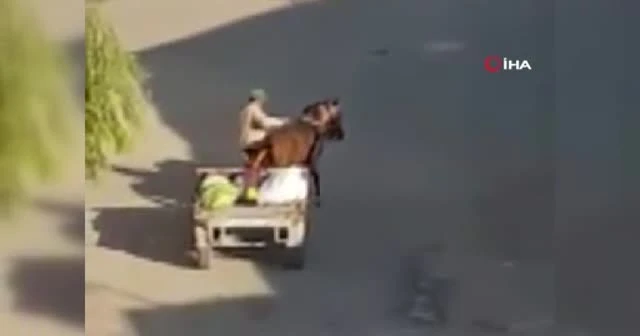 Yorgun düşen ata şişle şiddet uyguladı