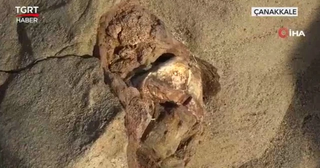 9 milyon yıl önce yaşadığı düşünülen mamut fosilleri bulundu