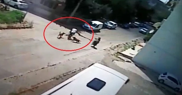 Bisiklet sürerken köpekler saldırı, otomobille çarpıştı