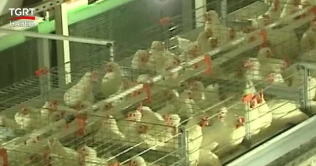 Çin'e ilk kez kanatlı et ihracatı başladı