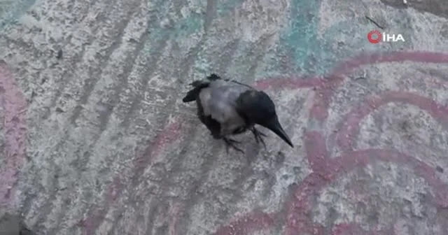 Esnaf ile karganın dostluğu görenleri şaşırtıyor
