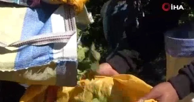 Fındık fiyatlarında manipülasyon mu var?