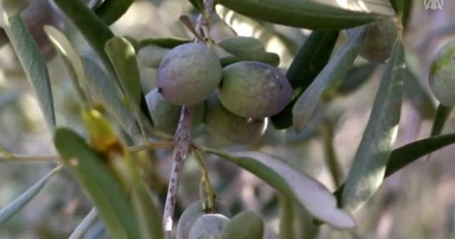 Koronavirüse karşı zeytin yaprağı mı?