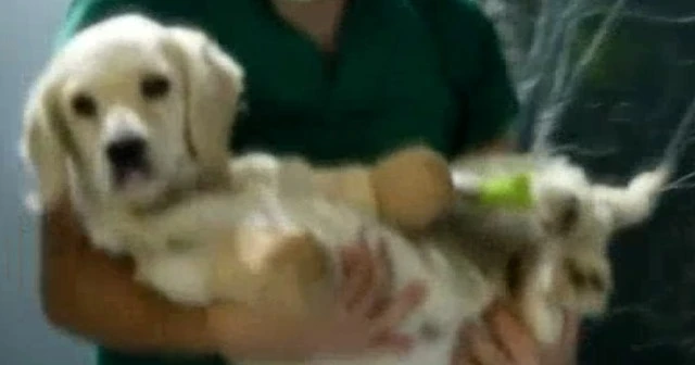 Pamuk Ankara'ya gidiyor