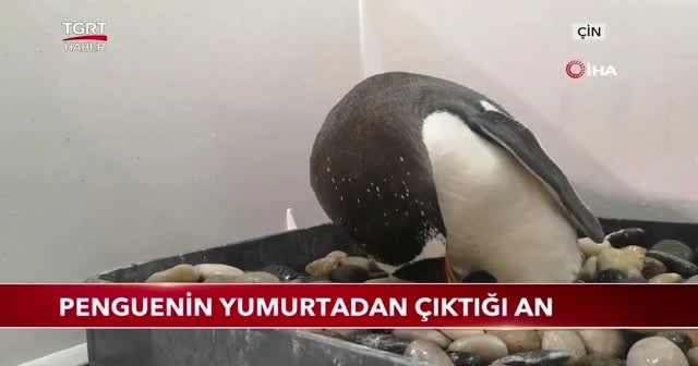 Penguenin yumurtadan çıktığı an