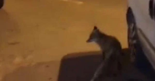 Şehre inen tilkiye esnaftan köfte ikramı