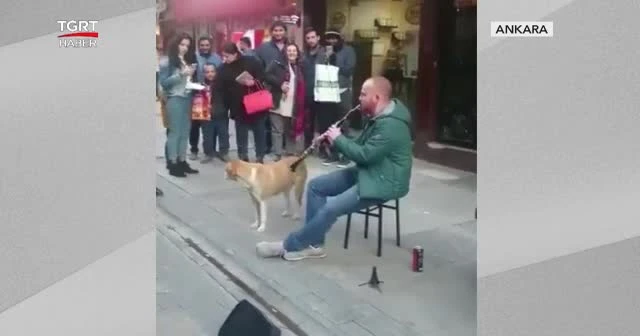 Sevimli köpekten sokak konseri