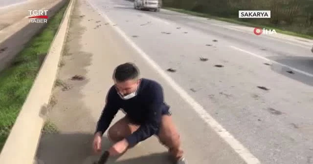 Sığırcık kuşlarının esrarengiz ölümü