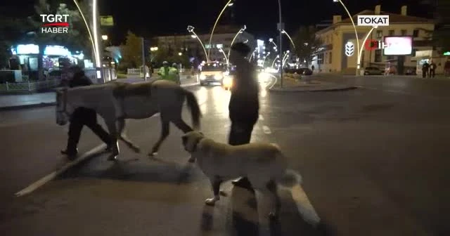 Trafik durdu, caddeden koyun sürüsü geçti