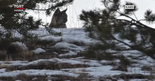 'Ormanın Hayaleti' ilk kez görüntülendi