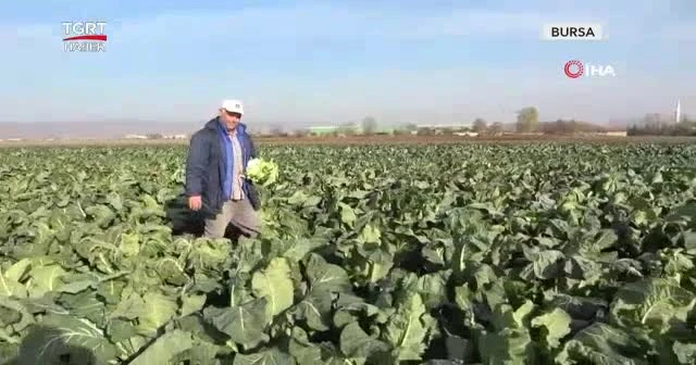 2 liralık karnabahar tezgahta 12 TL oldu