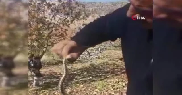 Bahçede gördüğü yılanı önce eline aldı, ardından doğaya bıraktı