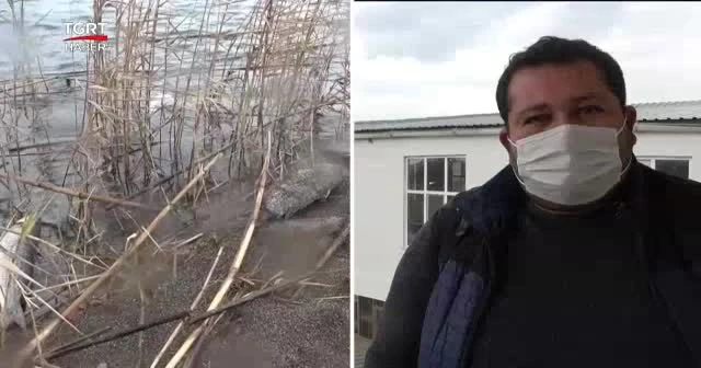Balıklar kıyıya vurdu