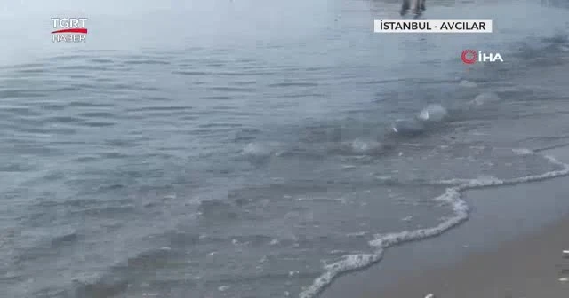 Binlerce deniz anası kıyaya vurdu