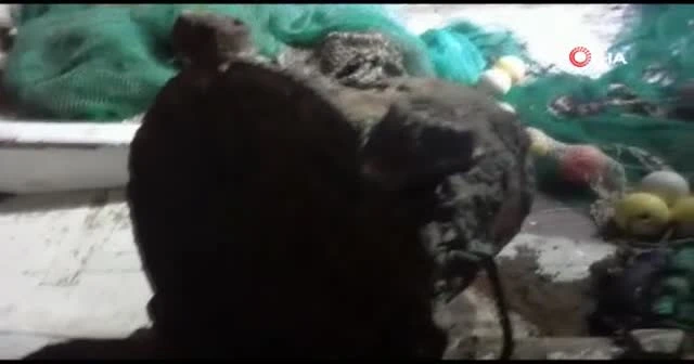 Denizden balık yerine mayın çıktı