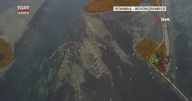 Flamingoların göl üstündeki dansı