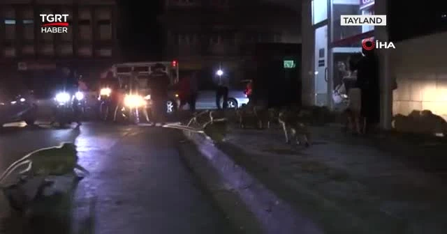 Havai fişekler maymunları korkuttu