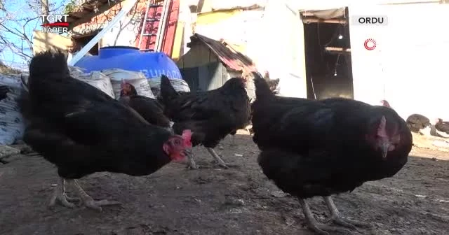 Hobisinden ayda 25 bin lira kazanıyor