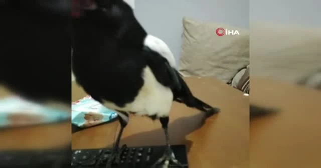 Konuşan karga sosyal medyada fenomen oldu