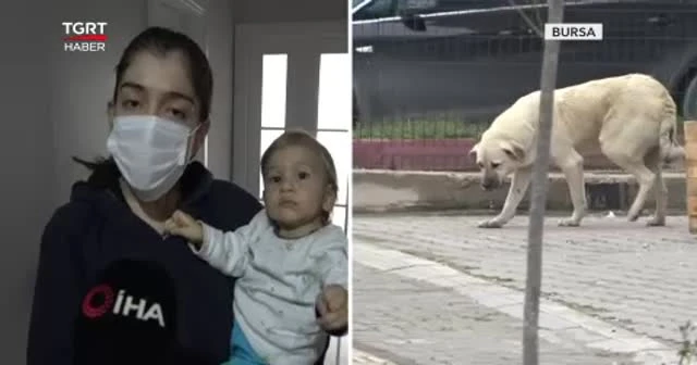 Köpekler saldırdı kızını kucağından düşürdü