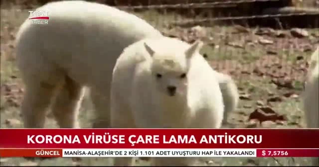 Korona virüse çare lama antikoru