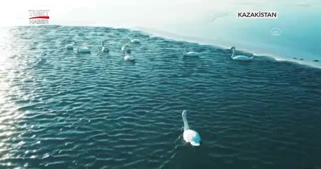 Kuğu sürüsü eşsiz bir seyir oluşturdu