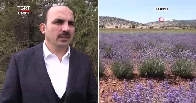 Lavantanın yeni merkezi göz kamaştırdı