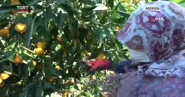 Mandalina dalında 1,5 markette 8 lira