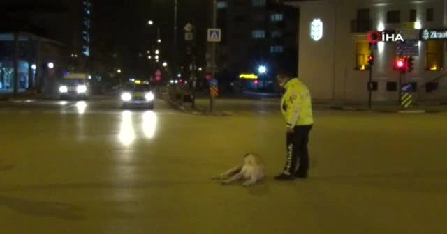 Polis memuruyla köpeğin gülümseten görüntüleri