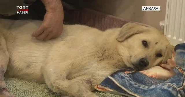 Şans köpeğin iyileşme yolculuğu