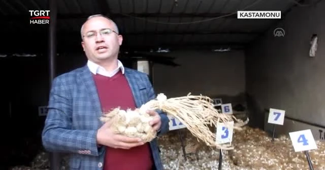 Taşköprü Sarımsağı "Karekod"la satılacak
