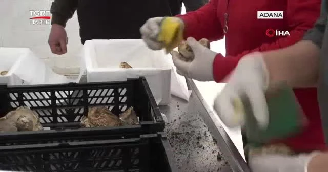 Türkiye'de kiloyla Japonya'da taneyle