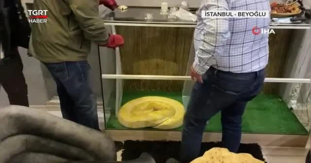 Uyuşturucu ararken ‘Piton’ çıktı