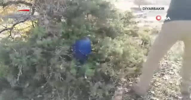 Uyuşturucuları çalıların arasına gizlediler