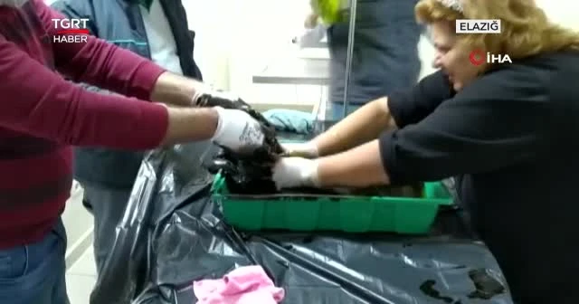 Yakıt tankına düşen kedi böyle kurtarıldı