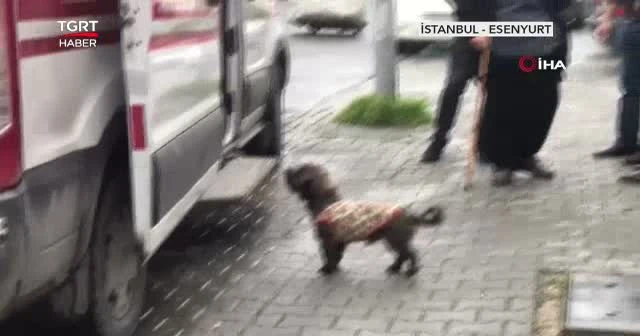 Yaralanan sahibini bir an olsun terk etmedi