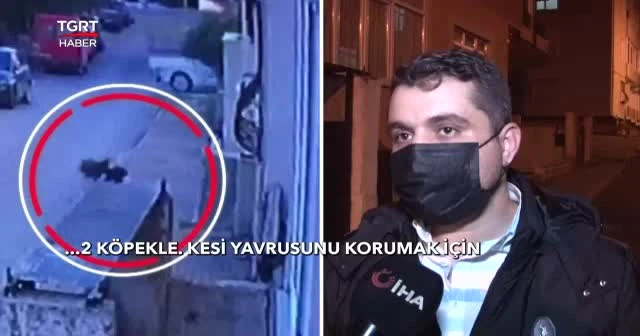 Yine pitbull, yine dehşet...