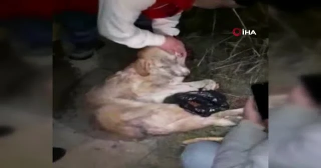Yüzüne tutkal sürülen köpeğe araba çarptı