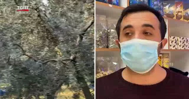 Zeytin yaprağı kazanç kapısı oldu