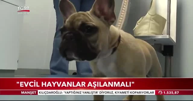 "Evcil hayvanlar aşılanmalı"