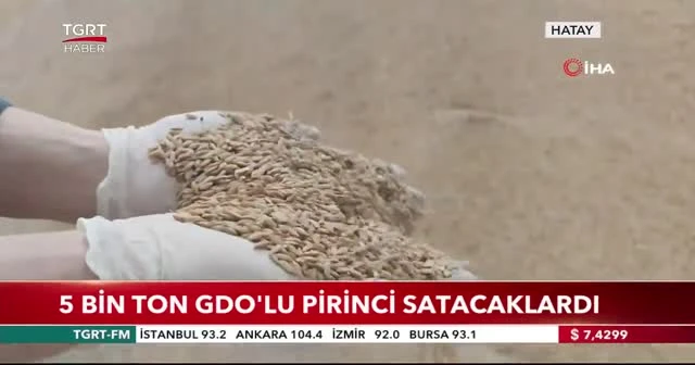 5 bin ton GDO'lu pirinci satacaklardı