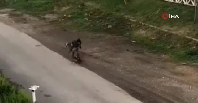 Antalya’da hayvana şiddet: İki köpeğine sopayla defalarca vurdu