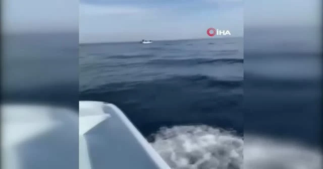 Antalya’da yunuslar tekneyle yarıştı, balıkçılar şaştı kaldı