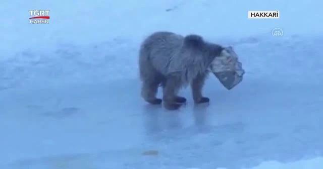 Ayının kafası teneke kovaya sıkıştı