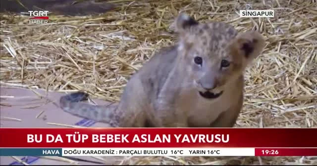 Bu da tüp bebek aslan yavrusu
